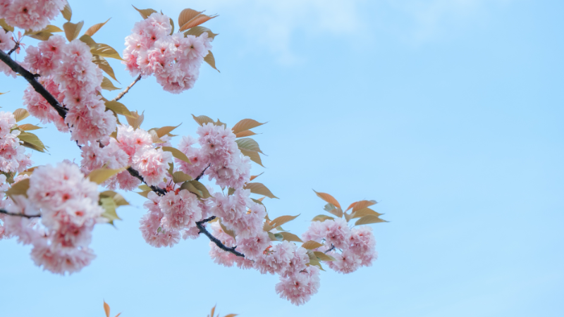 桜