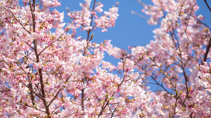 2024年最新】福岡県内の桜を鑑賞できる人気お花見スポット8選｜桜の
